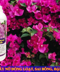 Cách phun thuốc kích hoa giấy ra hoa đồng