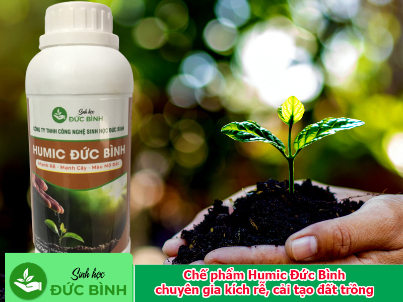 Chế phẩm Humic Đức Bình – chuyên gia kích rễ, cải tạo đất trồngMạnh rễ - Mạnh cây – Màu mỡ đất