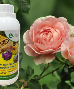 Chế phẩm đậu nành ủ humic, trứng chuối - dòng siêu phân bón hữu cơ cho hoa hồng, hoa lan ... giúp cây ra nhiều mầm, mầm mập, rễ khỏe, sắc hoa đậm - bền