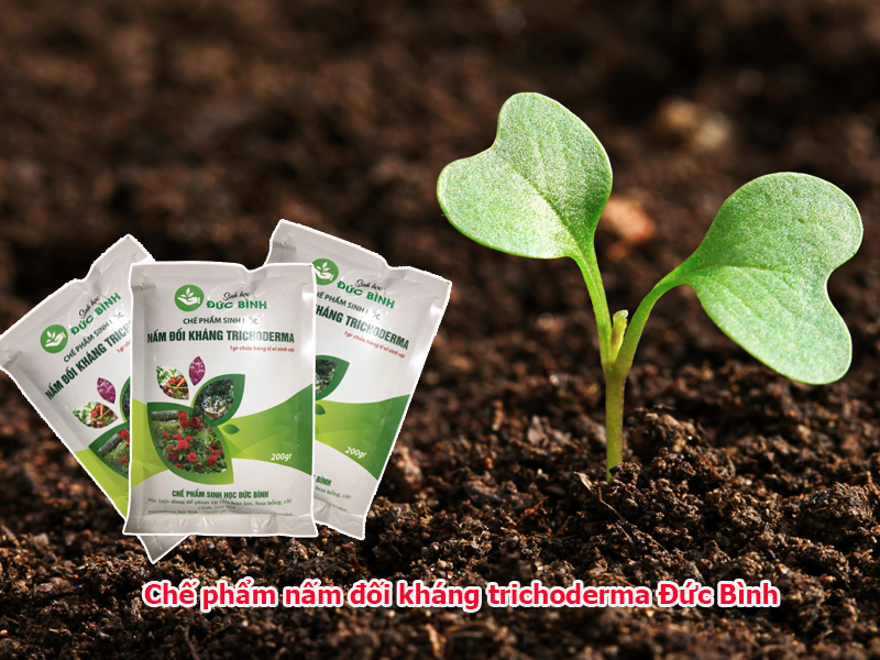 Chế phẩm nấm đối kháng trichoderma Đức Bình