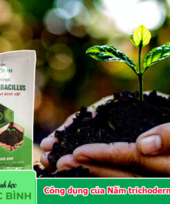 Công dụng của Nấm trichoderma bacillus