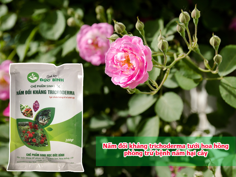 Nấm đối kháng trichoderma tưới hoa hồng phòng trừ bệnh nấm hại cây