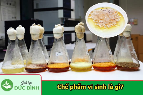 Chế phẩm vi sinh là gì? Lợi ích, công dụng và cách sử dụng